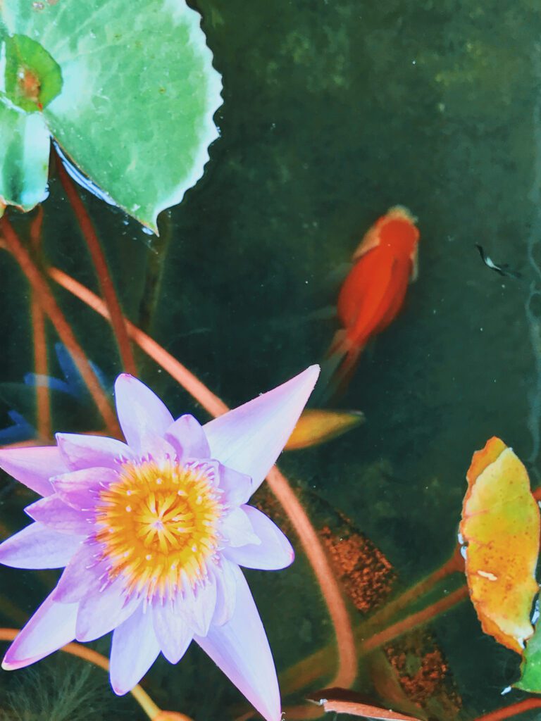 Picture of koi fish in pond in Japan, travel photography by Mewphotovideo