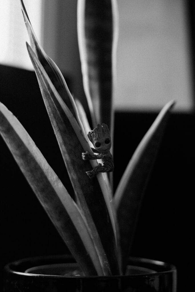 Black and white photo of foliage lit dramatically in a music artist workspace