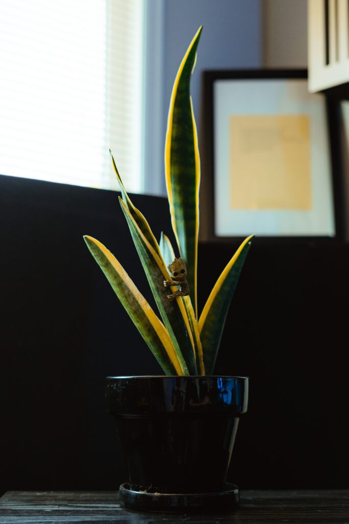 Clean and minimal plant detail in a creative home recording environment